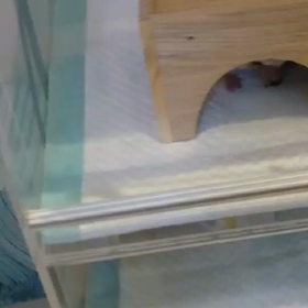 ハリネズミがお手を覚えたよの画像