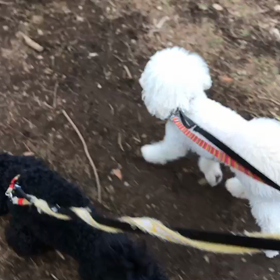 ♪お散歩動画♪代々木公園♪の画像