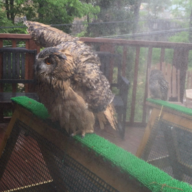 フクロウはシャワー好きの画像