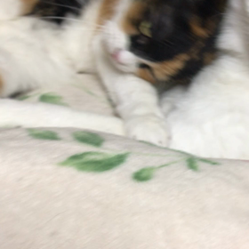 おかえりにゃさ〰いむにゃの画像