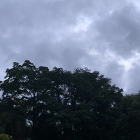 野鳥の名前　わかる方いませんか？の画像