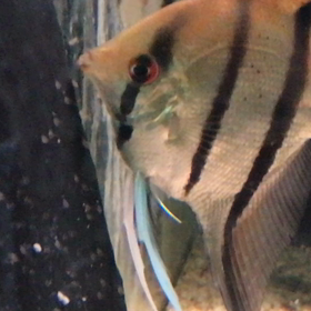 エンゼル  産卵  4日目の画像