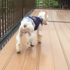 虎の皮を被った馬カットの犬の放牧。の画像