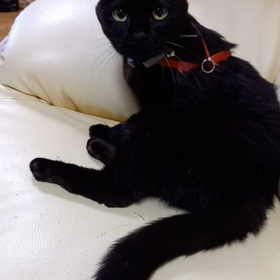 今週のフラレッスンは2回もの画像