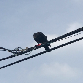 七つの子の画像