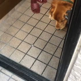 今日のマイケルの画像