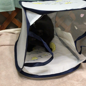 トンネルもどきの画像