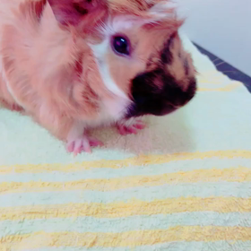 ＼もるお動画／の画像