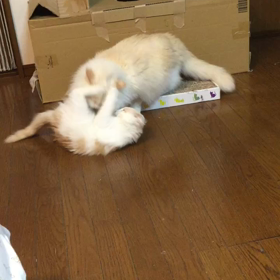 クスッと笑った家族のエピソード教えて　＃おうちですごそうの画像