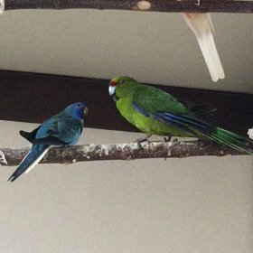 小さな何とやらの画像