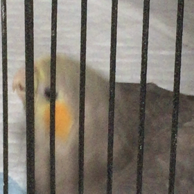 賑やかさんの画像