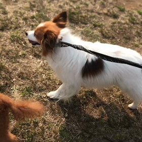 ♪お散歩動画♪代々木公園♪の画像