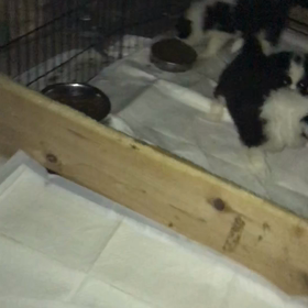 ボーダーコリー  子犬 夜の画像