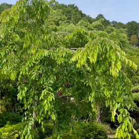 ウグイスの囀りの画像