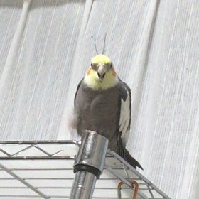 レィちゃん お久し振りな？の画像