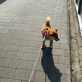 今日の散歩の画像