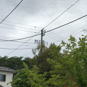 たぶん  コイツ だと思うよの画像