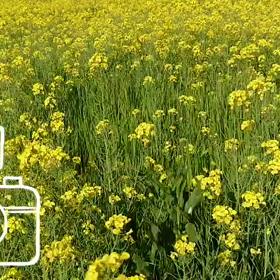 ️ 昼間から♨️→→菜の花畑の画像