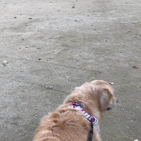 走る♪ 走る♪の画像