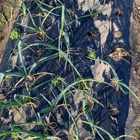 玉ねぎや、ニンニクもげんきに育ってますの画像