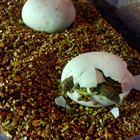 third baby　孵化の手前の画像