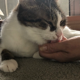 気持ちいい朝にゃん〜の画像