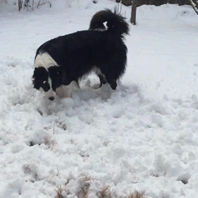 娘達と今年の初雪♩♬*゜の画像