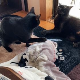 猫への情の画像