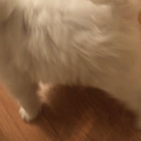 ダンボール生活が続く彼の画像