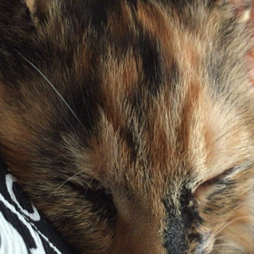 ゴロゴロ・・・(追記あります)の画像