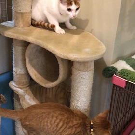 11月4日、ふれあい譲渡会開催中の画像