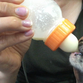 にゃんこのお世話ミルクとおしっこの画像