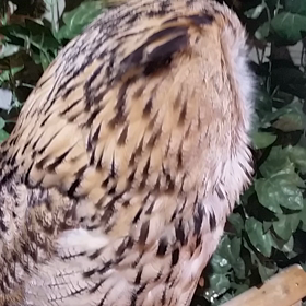 すいませんしつこくての画像