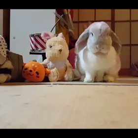 動くもっこらの画像