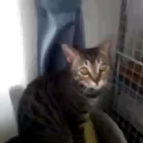 観察！？の画像