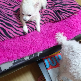 三匹しゃんぷーの画像