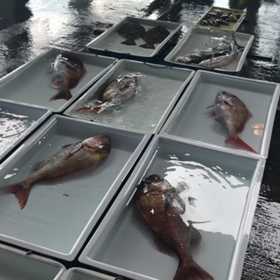 良い真鯛が豊漁！しゃこはこれだけ！の画像