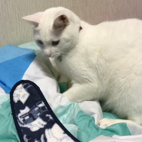 蔵之介の怖い物の画像