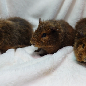 ご家族様募集中のテディモルモット3つ子！！！の画像