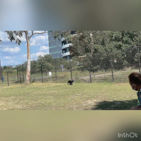 ドッグランに行きましたの画像