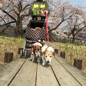 前橋 お花見お散歩(*^^*) ムービー編！の画像
