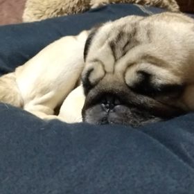 シャンプーしてもらいましたの画像