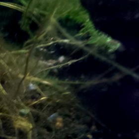 そんなバナナ！？(死語)の画像