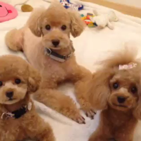 さすが家族です‼の画像