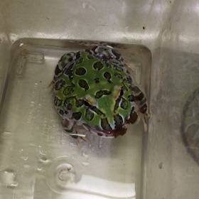 腹ペコスリザの画像