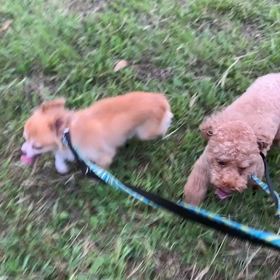 8月24日15わんこと1時間遠足  代々木公園の画像