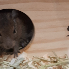 (022)今日のアンジェラ　「おやつほしい」コマンド編の画像