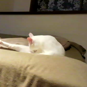 今日の麦バニ2の画像