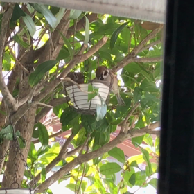 スズメ、湧く庭。の画像