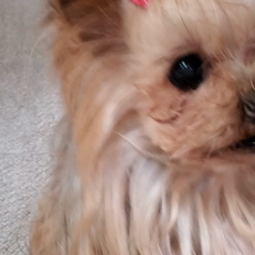 張り切ってからのくしゃみ？の画像